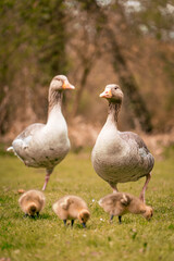 Obraz premium Tierna familia de patos en el verdor de un parque urbano público