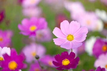 Obraz premium かわいいコスモス