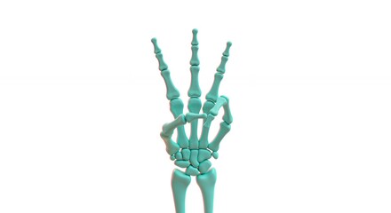3 d model of human hand skeleton
