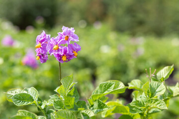 Blooming potato flowers on farm field close-up. Growing organic vegetables.