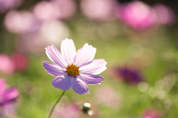 Fototapeta premium 光るコスモス