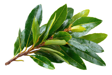 Fresh bay leaves harvested in nature close-up botanical shot. Isolated on transparent background, png.