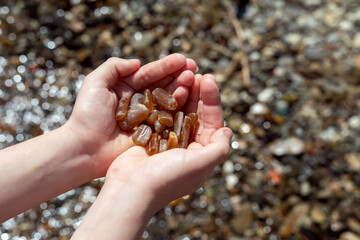 Fossilized remains of belemnites in the hands of a child