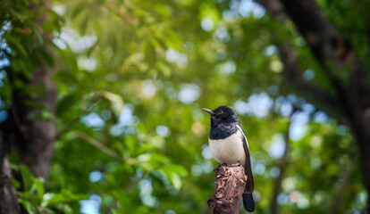 a small oriental magpie robin bird singing a song on a branch in the garden