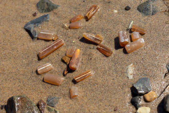 Fossilized remains of belemnites on the sand