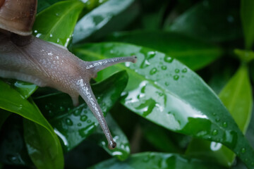 close up macro shot of snail head when it waliking along the wet leaves on the branches after the rain