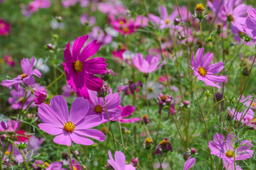 close up shot of cosmos flower in the garden field in sunshine