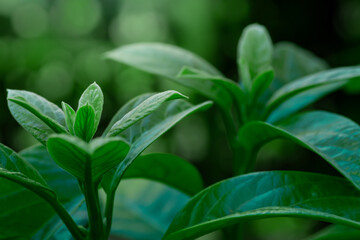 green yound leaf photograph with the green scene background