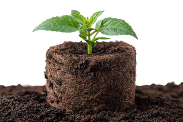 Nurturing seedling growth in soil greenhouse nature photography. Isolated on transparent background, png.