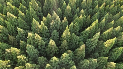 針葉樹を上空から