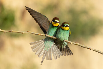 ein Bienenfresser landet dicht neben seinem Partner
