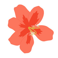 Large Colorful Exotic Tropical Flower Illustration