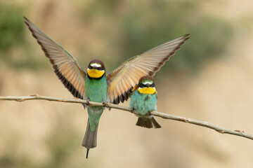zwei Bienenfresser auf einem Ast