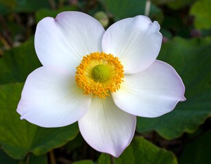 Close-up of a white flower with yellow center