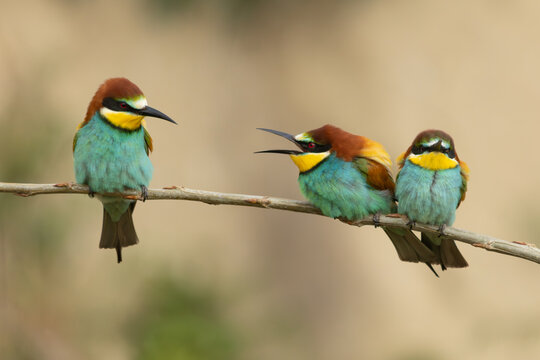 streitende Bienenfresser auf einem Ast