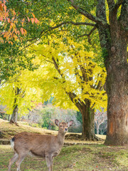 A photograph of a deer standing on a grassy area, surrounded by the vibrant colors of autumn foliage. 
