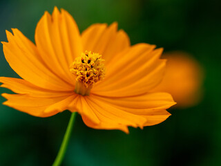 A vibrant close-up of a bright orange cosmos flower in full bloom. A soft, blurred green background highlights its delicate petals and intricate center.