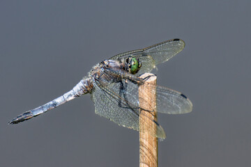 immagine ravvicinata di una libellula posata su un giunco