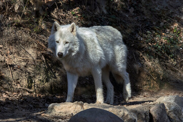 Lupo bianco siberiano al parco natura viva