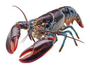 Lobster harvesting event coastal regions seafood marine environment view aquatic life isolated on transparent background