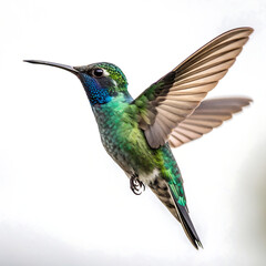 Fototapeta premium Vibrant Hummingbird in Flight A Stunning Display of Emerald Green and Azure Blue Against White Backdrop