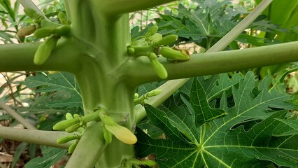 Papaya flower buds on the tree
