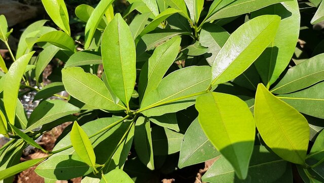 leaves on a sapodilla tree, tropical fruit
