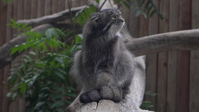 The Pallas's cat (Otocolobus manul), also known as the manul