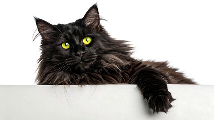 Fluffy black cat with piercing yellow eyes lying over edge on white background
