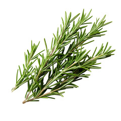 Fototapeta premium Fresh rosemary herb branch with vibrant green leaves isolated on a transparent background, cutout PNG