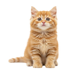 Fluffy orange kitten with blue eyes sitting on white surface, looking curiously at the viewer, transparent background, cutout PNG