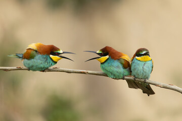 drei Bienenfresser auf einem Ast, zwei davon streiten sich