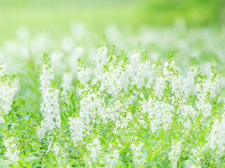 夏の公園や花壇を彩るアンゲロニアのある風景。背景。自然風景素材。