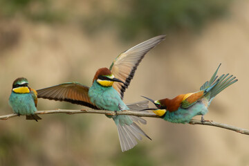 drei Bienenfresser auf einem Ast