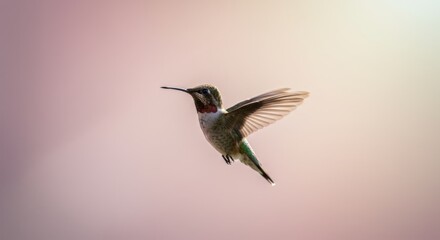 Fototapeta premium Tiny hummingbird hovering in mid air against a soft pink sky