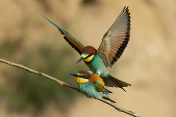 Bienenfresser bei der Paarung