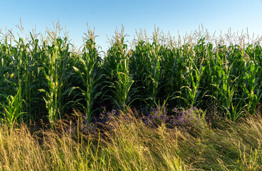 A serene cornfield stretches across the horizon, showcasing tall green stalks swaying gently in the evening breeze. Wildflowers peek through the grass, adding color to the tranquil setting