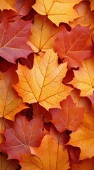 Obraz premium Autumn Maple Leaves: A Tapestry of Warmth and Color