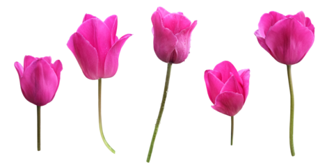 Bright pink tulips set with stems first spring garden flowers, cutout with clipping path isolated object, beautiful single springtime plant, floral element of design, decor, soft selective focus
