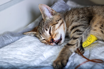 A Relaxing, Sleeping Tabby Cat in the Recovery Phase enjoying the moment peacefully