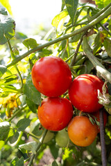 Fresh ripe red tomatoes grow on a bush in the garden