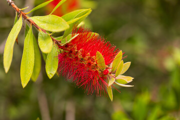 Bright red Callistemon flower, also known as bottlebrush plant, with vivid green leaves in natural sunlight, close-up macro photo highlighting tropical flora in botanical garden setting.