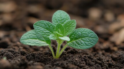Young plant sprouting in rich soil under sunlight