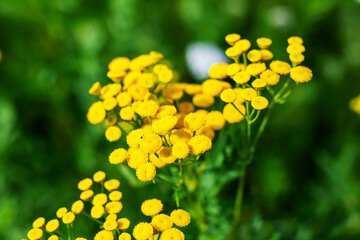 Closeup of vibrant yellow flowers against a lush green background