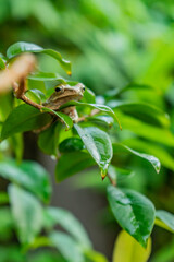 Common tree frog is perched on the branch of a jaboticaba tree. Common tree frog (Polypedates leucomystax) is a species in the shrub frog family Rhacophoridae