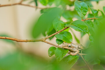 Common tree frog is perched on the branch of a jaboticaba tree. Common tree frog (Polypedates leucomystax) is a species in the shrub frog family Rhacophoridae