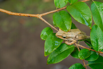 Common tree frog is perched on the branch of a jaboticaba tree. Common tree frog (Polypedates leucomystax) is a species in the shrub frog family Rhacophoridae