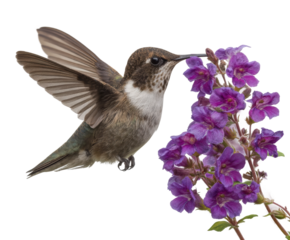 Hummingbird feeding on purple flowers nature scene vibrant colors isolated on transparent background
