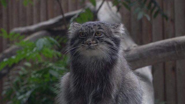 Close-up of the Pallas's cat (Otocolobus manul), also known as the manul