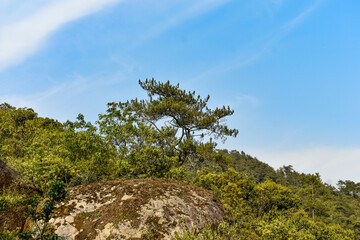 A single tree stands tall against a backdrop of lush green foliage and a clear blue sky.